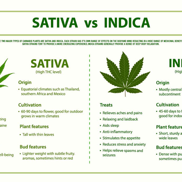 Indica cannabis vs. sativa cannabis infographic